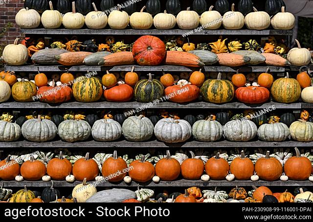 PRODUCTION - 05 September 2023, Brandenburg, Klaistow: 100, 000 pumpkins are currently on display at a pumpkin exhibition at Spargel-und Erlebnishof Klaistow