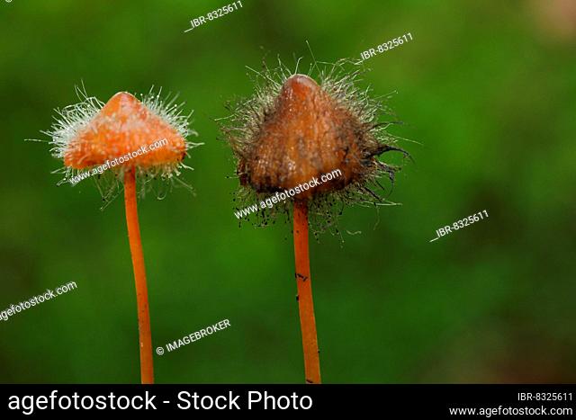 Two saffrondrop bonnets (Mycena crocata) with fungal infestation by bonnet mould (Spinellus fusiger) Common helminth mould with bizarre shape in Eppstein