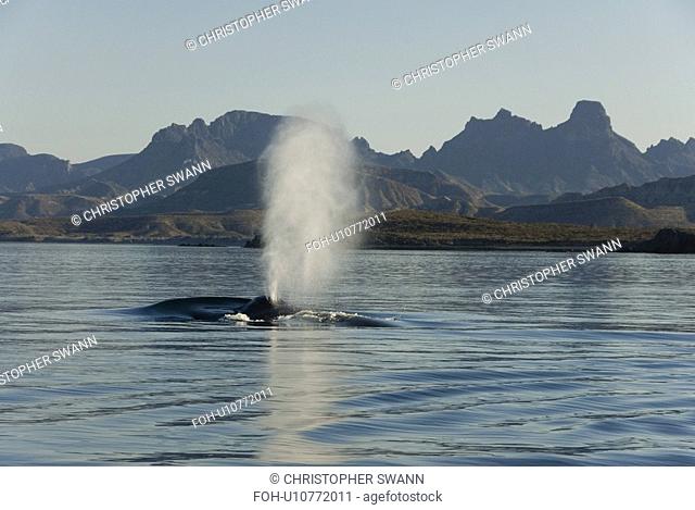 Blue whale Balaenoptera musculus. A typical blue whale blow. Gulf of California