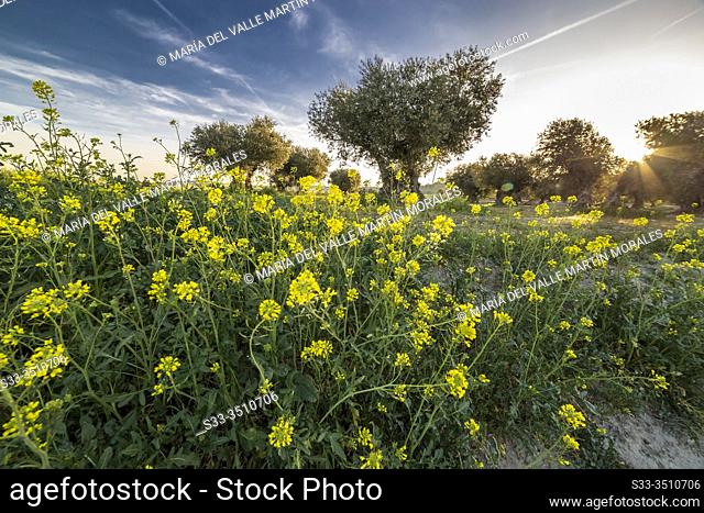 Diplotaxis tenuifolia and olive trees at spring time in Pinto. Madrid. Spain. Europe