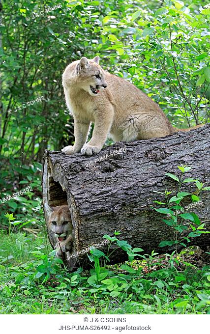 Mountain Lion, cougar, puma, (Felis concolor), young adult siblings alert at erode tree trunk, Pine County, Minnesota, USA, North America