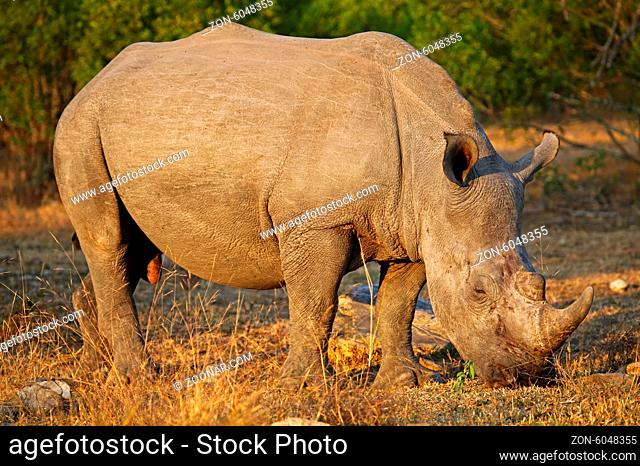 Breitmaulnashorn im Sonnenlicht im Kruger Nationalpark, Südafrika, Breitlippennashorn, white rhinoceros in the sun, Ceratotherium simum