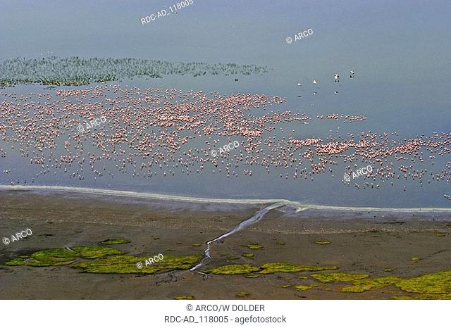 Lesser Flamingos Lake Nakuru Lake Nakuru national park Kenya Phoenicopterus minor Phoeniconaias minor