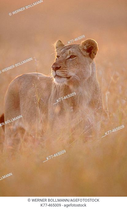 Lioness in the savannah of the Masai Mara (Panthera leo). Masai Mara G.R. Kenya