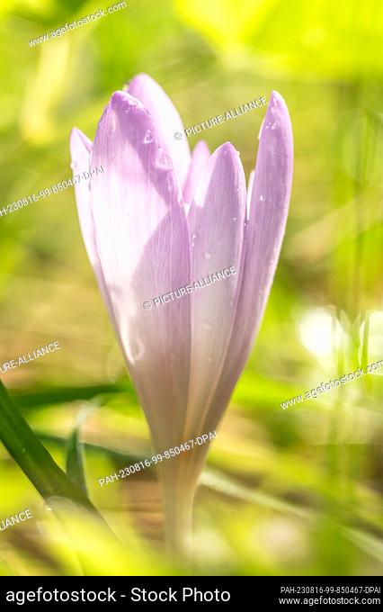 15 August 2023, Baden-Württemberg, Rottweil: Autumn crocus grows in a meadow and blooms in the sunshine. Photo: Silas Stein/dpa