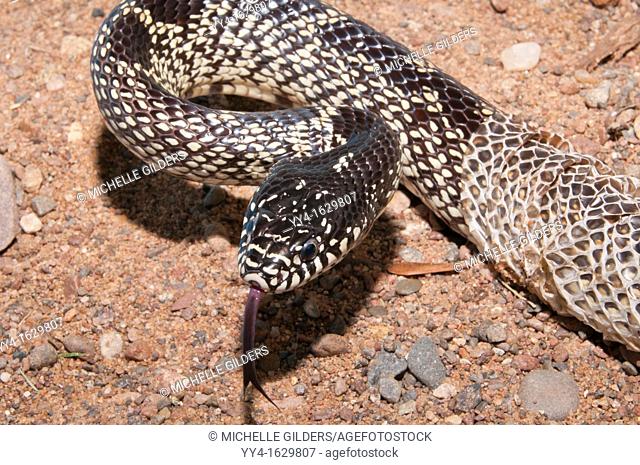 Texas desert king snake, Lampropeltis getula splendida, native to Texas, Arizona and New Mexico, shedding skin