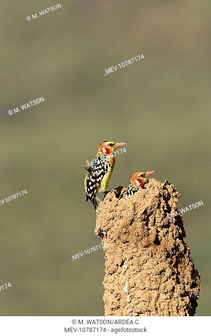 Red-and-Yellow Barbet - pair at nest built in termite mound (Trachyphonus erythrocephalus)