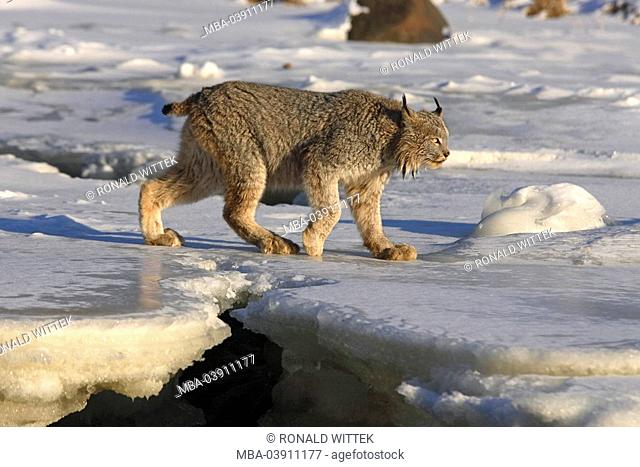 Canadian lynx, Lynx canadensis, snow, go