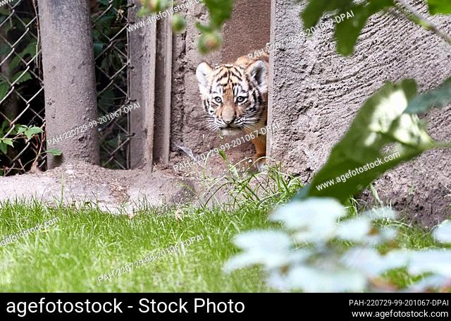 29 July 2022, Hamburg: A female tiger cub carefully walks out of the entrance into an outdoor enclosure. Two Siberian tiger cubs were allowed into the outdoor...