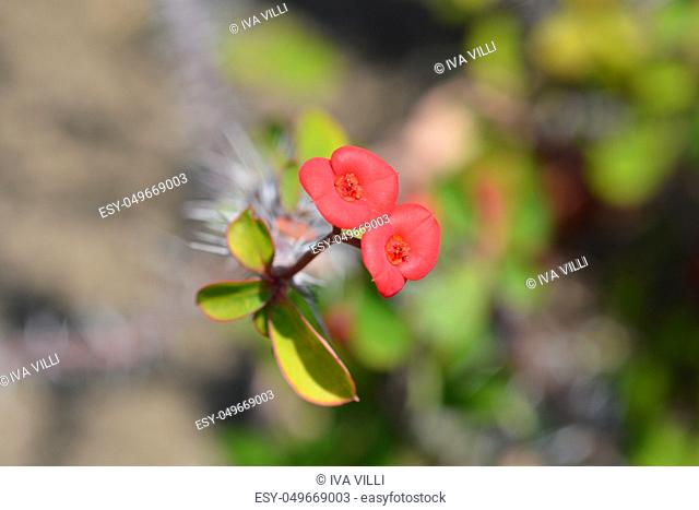 Christs thorn - Latin name - Euphorbia milii var. milii