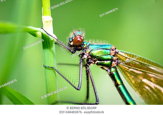a dragonfly on a plant