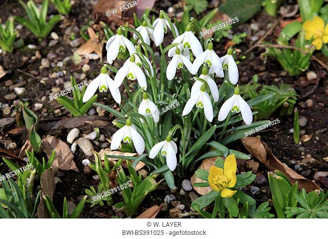 common snowdrop (Galanthus nivalis), blooming together with winter aconites, Germany