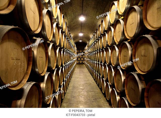 Spain, La Rioja, Elciego, vineyard
