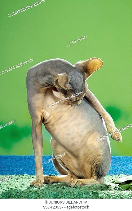 Sphynx cat - cleaning itself