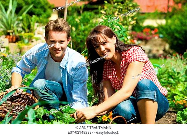 Gartenarbeit im Sommer - Paar erntet Karotten