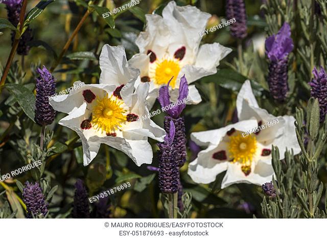 Close view of the beautiful white cistus ladanifer flowers