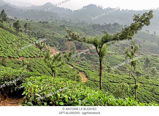 TEA FIELDS IN THE REGION OF MUNNAR, KERALA, SOUTHERN INDIA, INDIA, ASIA