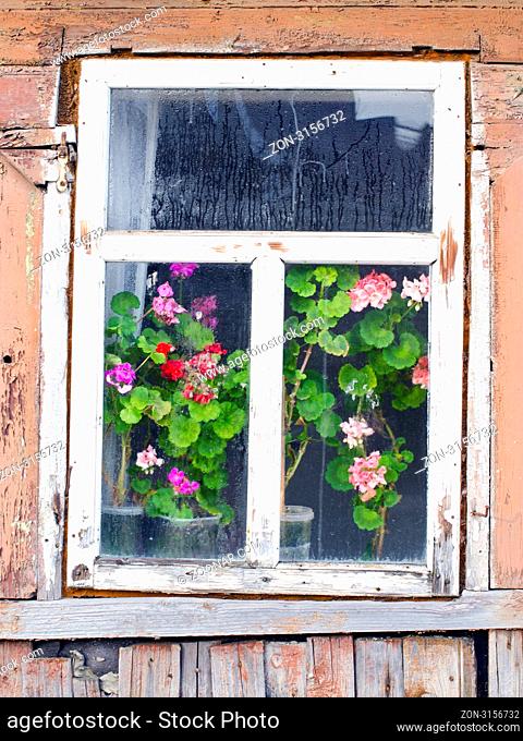 Old wooden farmstead house fogged window and flowers growing on the windowsill