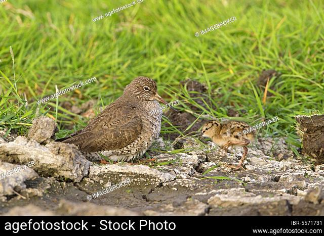 Common Redshank (Tringa totanus) adult, crouching down to incubate approaching chick, Suffolk, England, United Kingdom, Europe