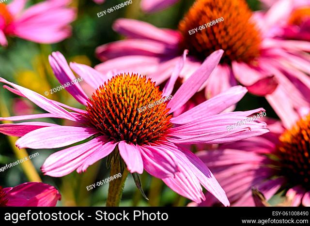 garden flower close-up