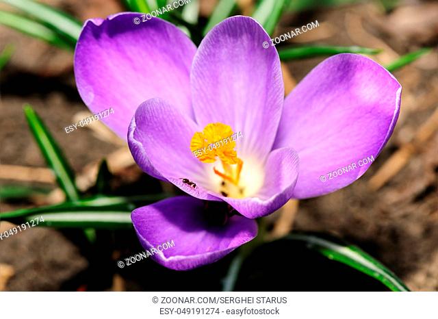 closeup of beautiful spring violet blossoming crocus