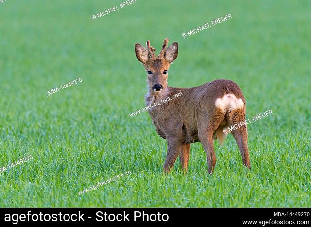 Young roebuck (Capreolus capreolus) in a bast on a grain field, spring, April, Hesse, Germany, Europe