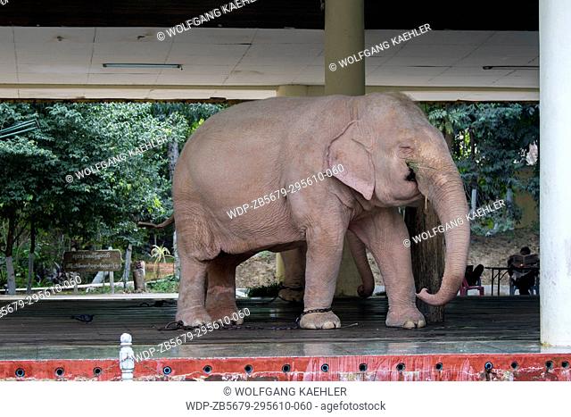 Royal White Elephants at Hsin Hpyu Daw Park in Yangon (Rangoon), the largest city in Myanmar
