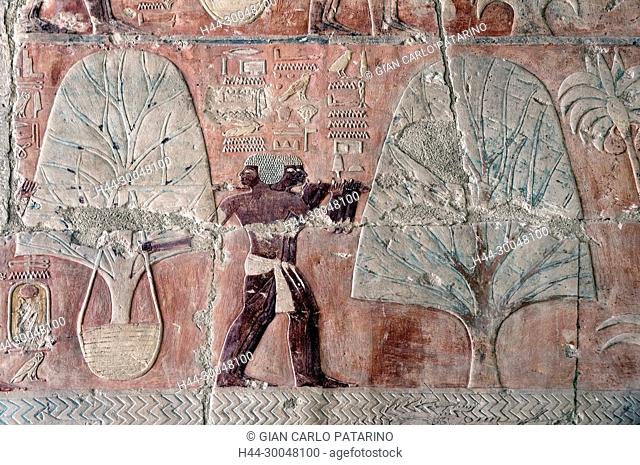 Deir el Bahari, Luxor, Egypt: temple of the queen Hatshepsut (New Kingdom 1567-1080 b.C.) at Deir el Bahari called Djeser-Djeseru: peintures in the wall showing...