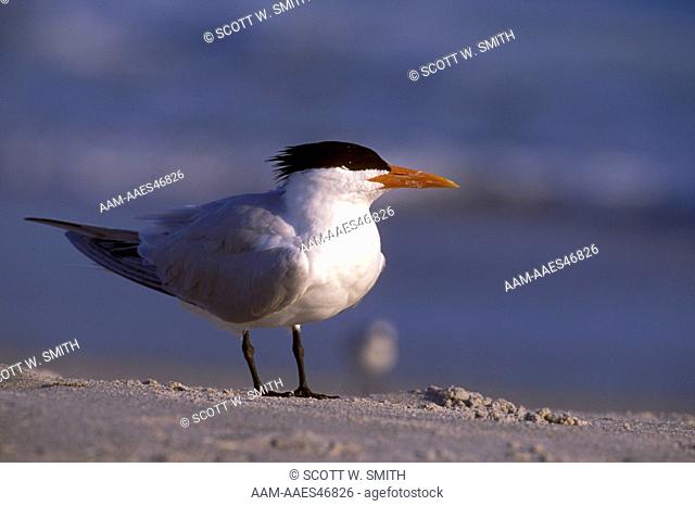 Royal Tern, Sanibel Island, FL