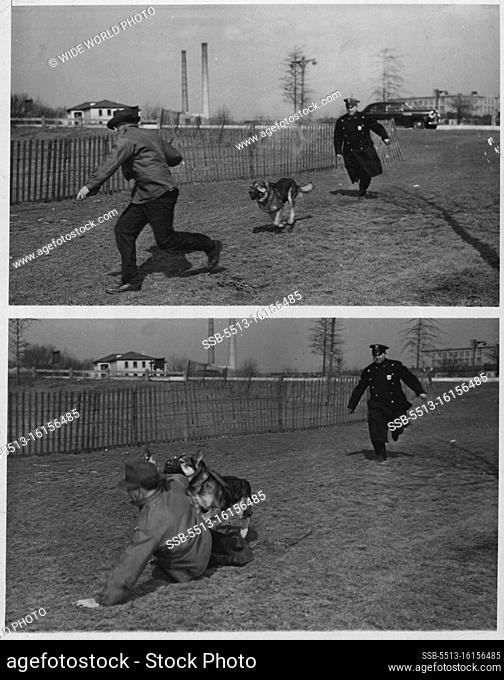 Dogs (Police) - Overseas - English Police Dogs - Police (See: Separate File For: Australian Police Dogs). April 22, 1947. (Photo by Wide World Photo)