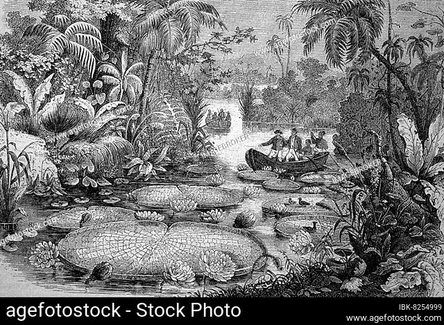 Victoria amazonica, digital restaurierte Reproduktion einer Originalvorlage dem 19. Jahrhundert, auch Amazonas-Riesenseerose