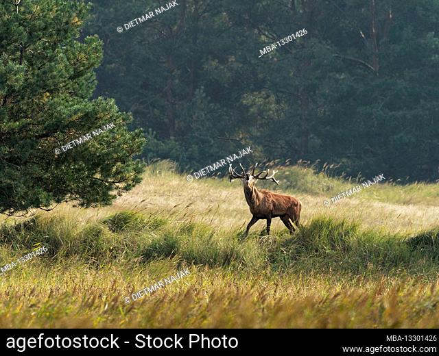 Rutting season for the red deer, Cervus elaphus