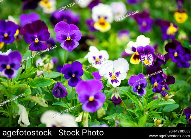 Summertime floral card with bright garden of tricolor viola flowers