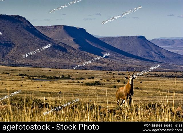 Warm light highlights some of the attractions of Mountain Zebra National Park in South Africa