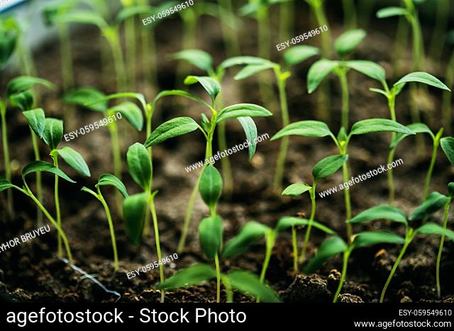Many Small Organic Pepper Plants Growing On Garden Bed Plantation In Spring Season. Green Sprouts With Leaves Growing From Soil