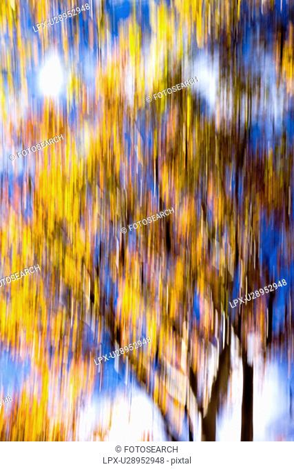 Aspen trees: detail of yellow leaves and dark trunks against blue fall sky, with motion blur, abstract effect, Utah
