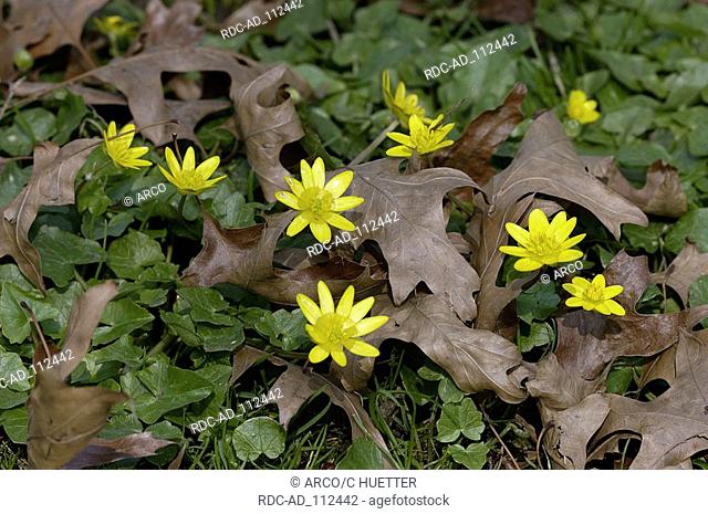 Lesser Celandine North Rhine-Westphalia Germany Ficaria verna Ranunculus ficaria