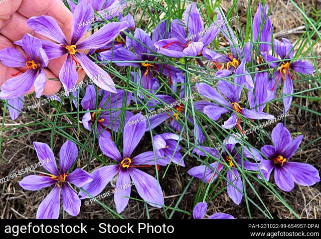 PRODUCTION - 17 October 2023, Saxony, Döbrichau: The first purple-flowering saffron crocuses (Crocus sativus) can be seen at a garden site in northern Saxony