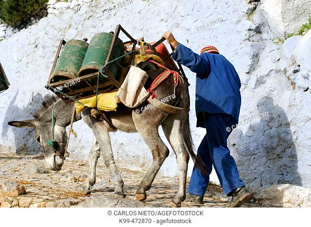 Donkey carrying butane bottles. Chefchaouen. Morocco
