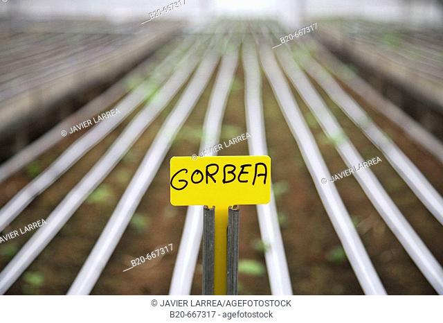 'Gorbea' new variety of potato. Production of pre-base seed potatoes. Neiker Tecnalia, Instituto de Investigación y Desarrollo Agrario, Ganadero