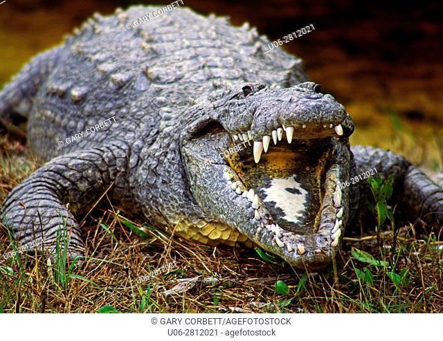 American Crocodile in Florida USA at Ding Darling Wildlife Refuge