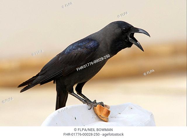 House Crow Corvus splendens adult, calling, feeding on bread, raiding hotel dining area, Sharm-El-Sheikh, Sinai Peninsula, Egypt, february