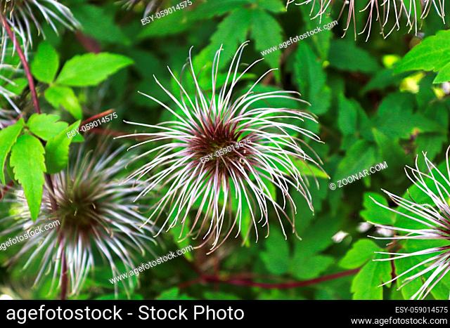 HEads of clematis flower puffs after blooming