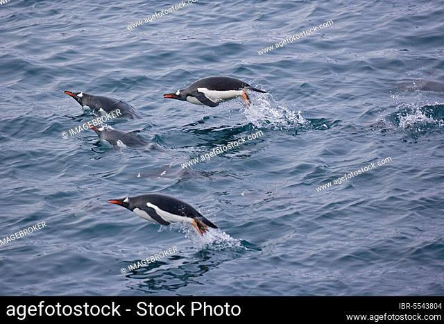 Gentoo penguin (Pygoscelis papua) adults, swimming in the sea, porpoise, South Atlantic, South Georgia
