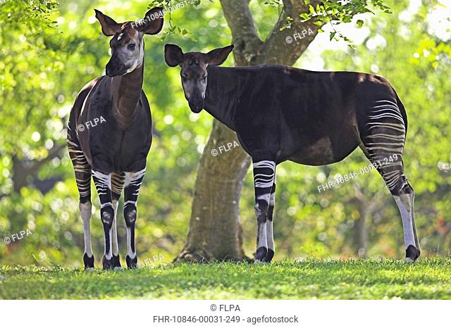 Okapi Okapia johnstoni adult pair