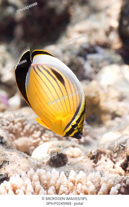 Blacktail Butterflyfish (Chaetodon Austriacus). Close up, selective focus