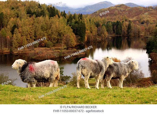 Domestic Sheep, Herdwick ewes, standing beside lake, Tarn Hows, Lake District, Cumbria, England, October