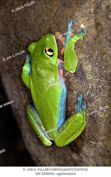 The Blue-sided Leaf Frog or Yellow-eyed or Orange-eyed Tree Frog, Agalychnis annae, is an endangered species of nocturnal frog in Costa Rica