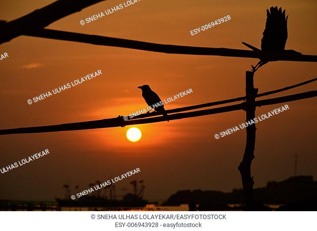 India, Goa, bird on a branch resting at sunset