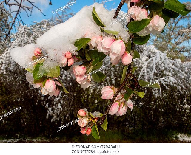 Ein später Kälte- und Wintereinbruch hat Schnee in die Blüten von Äpfel- und Birnbäumen gebracht. (Ende April 2016) Late cold and onset of winter has brought...